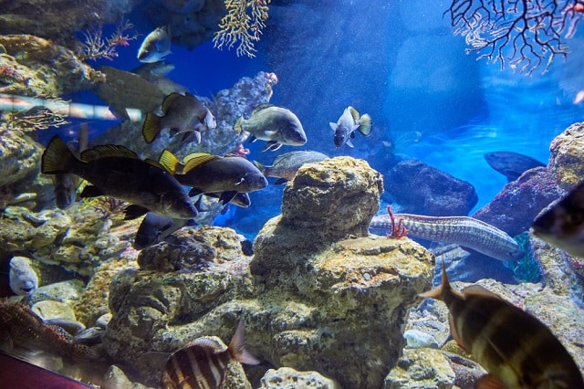 Aquarium Barcelona - leuke activiteit