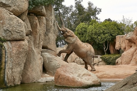 Bioparc Valencia - activiteit