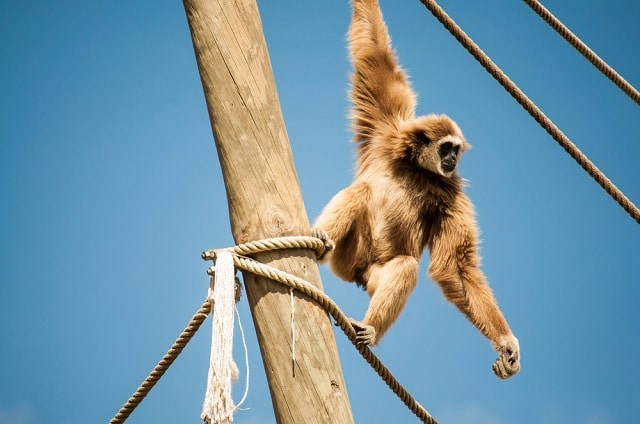 Dierentuin Lissabon - activiteit met het gezin