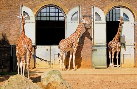 Dierentuin London - leuke gezinsactiviteit