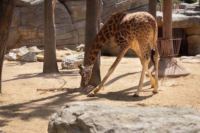 Parc Zoològic Barcelona - dierentuin - leuke activiteit